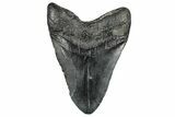 Bargain, Fossil Megalodon Tooth - South Carolina #328977-2